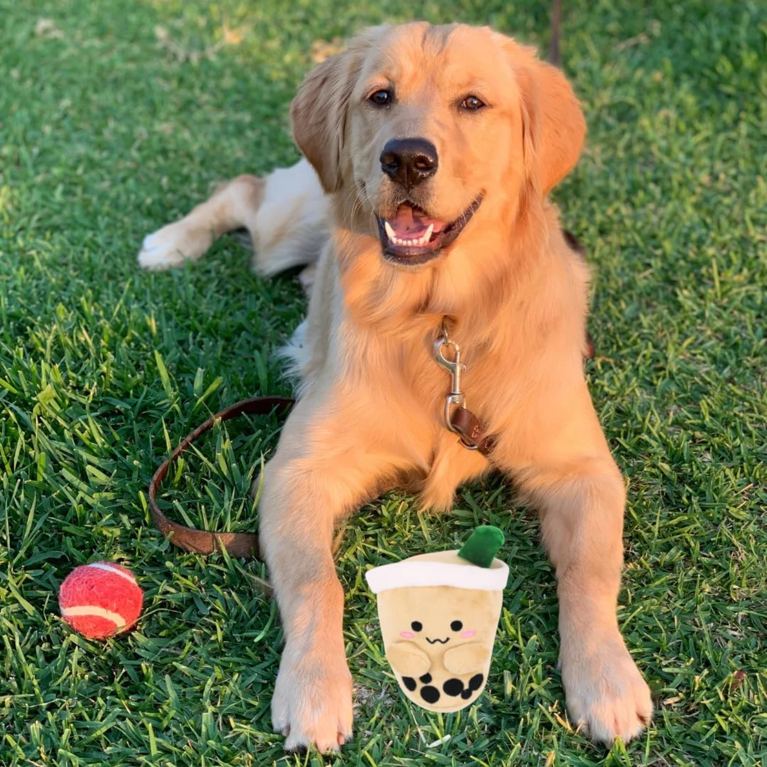 Find eternal happiness with your new, loyal and affectionate canine companion by your side, experiencing unbreakable companionsh
