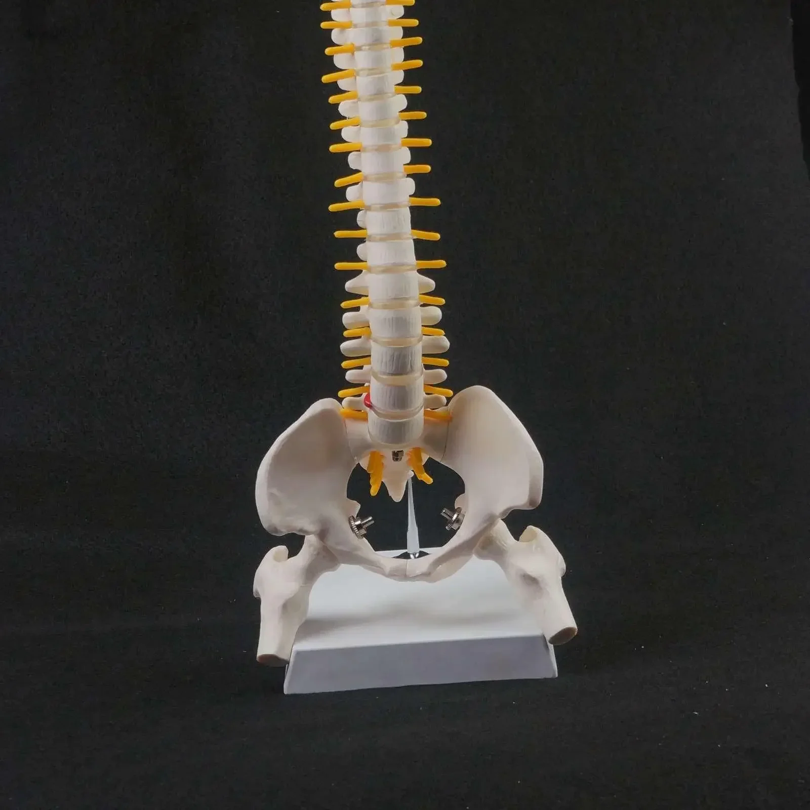 45CM Vertebral Column Model With Pelvis Leg Bone Anatomy Spine Hanging Type Education