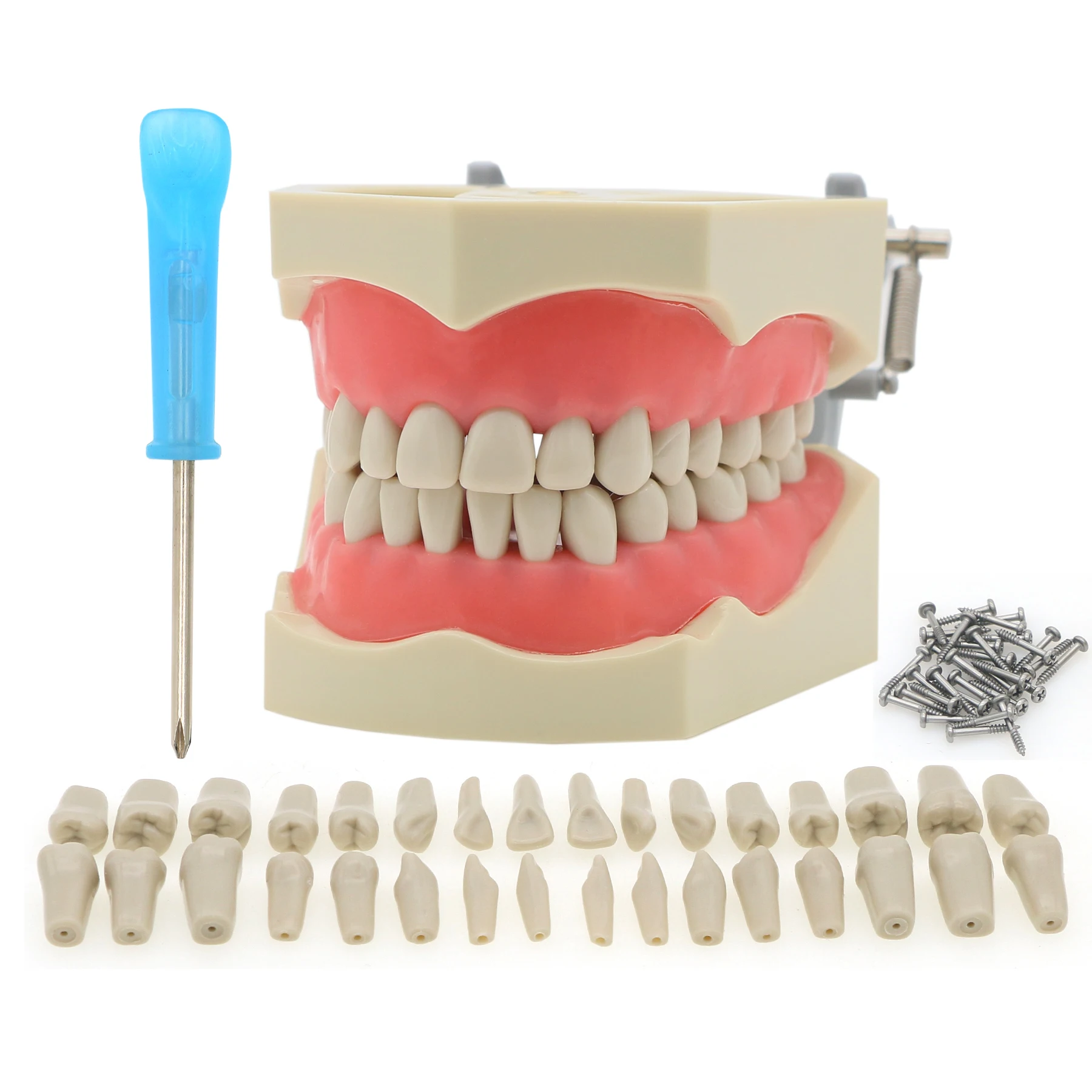 Dental Typodont 32Pcs Removable Teeth Exam Restorative Model Columbia 860 Type