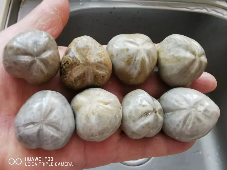 2.2 LB JURASSIC Madagascar SEA BISCUIT URCHIN FOSSIL sand dollar Star Fish Dinosaur Age