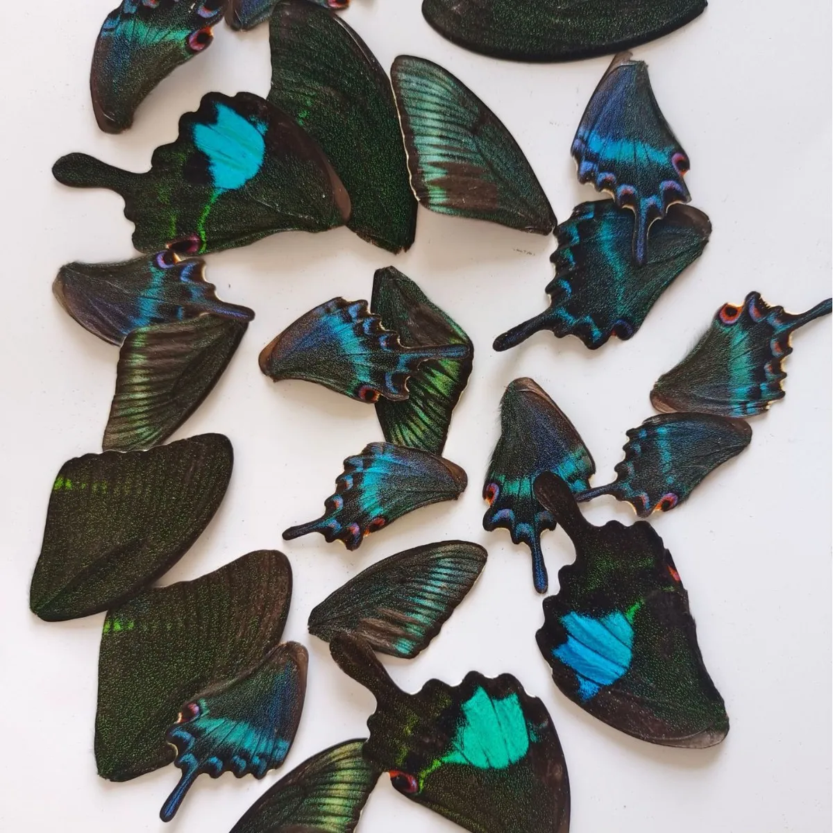100Pcs 홈 장식 재료, 나비 표본 날개, 아름다운 나비 날개, 진짜 나비 날개 요정 정원