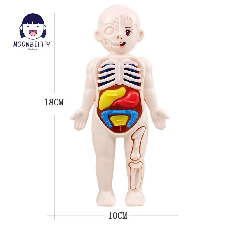 13-Piece Set Children\'s Science and Education 3D Human Body Organ Model DIY Assembled Medical Early Education Toys