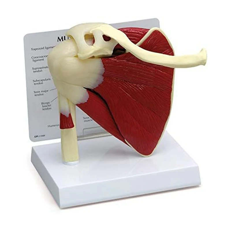 Muscle Shoulder Model, Human Anatomy Right Shoulder Joint Muscle Model,  Office And Classroom Anatomy Model Easy Install