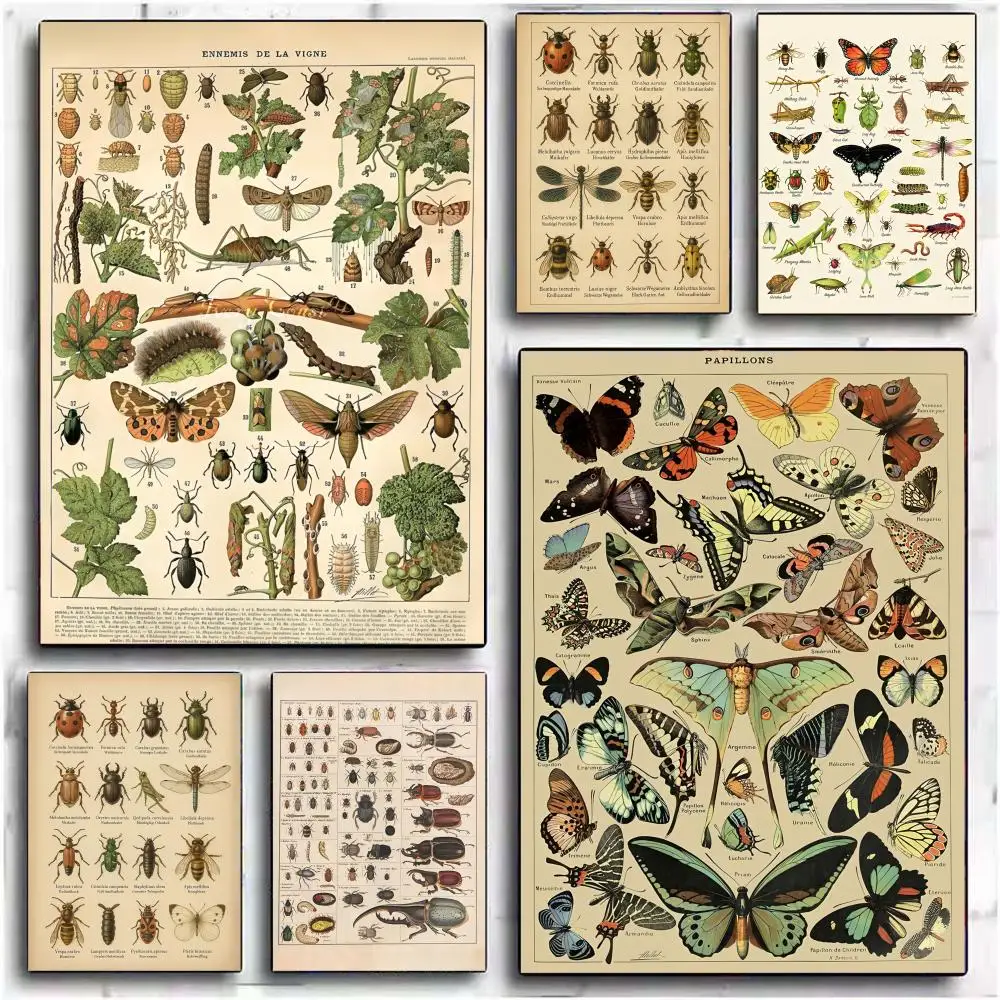 1PC  Vintage Chart Entomology Painting Calligraphy Canvas Poster Wall Art interior Hallway Home Decoration Holiday Gifts
