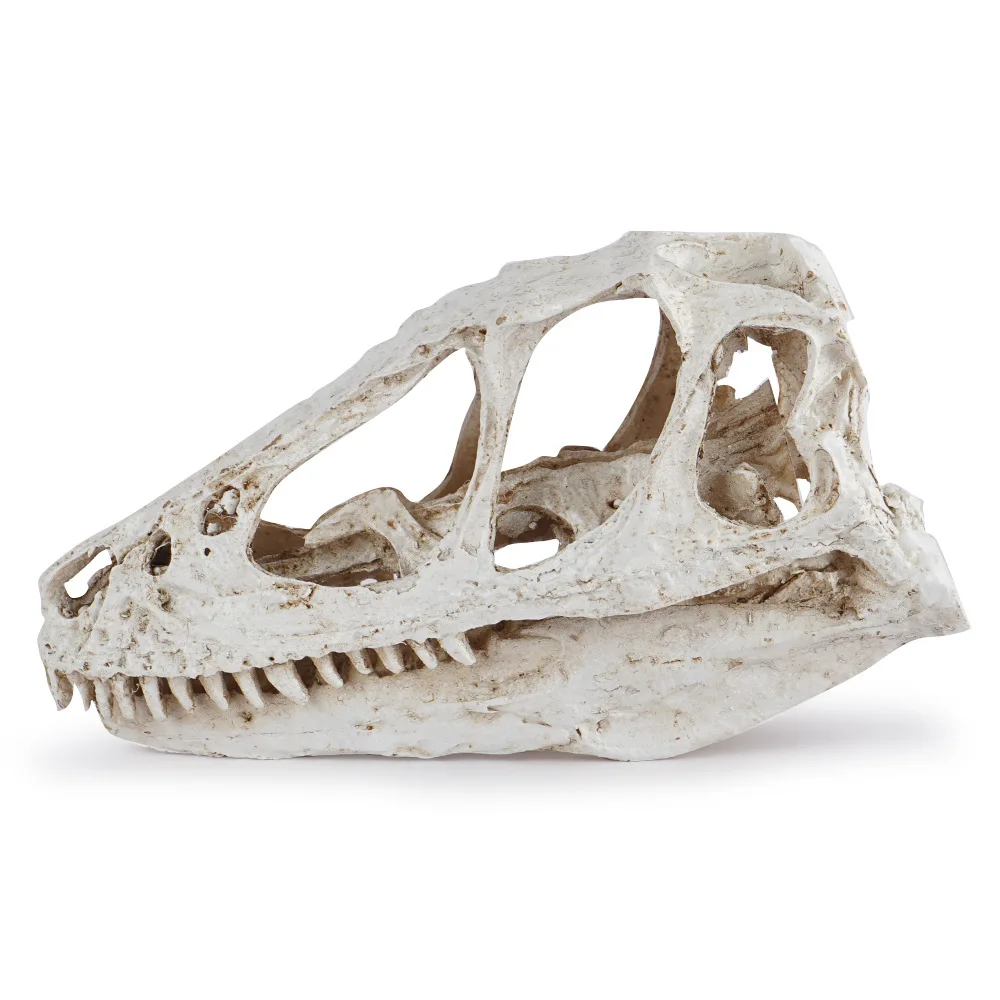 Dinosaur Fossil Velociraptor Head Skull Zoo Specimen Prop Display Resin Crafts Ornament Statues Handcraft for Home Desktop Decor