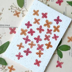 24pcs/1.5-2cm, Nature Ixora Chinensis Pressed Flower Petal DIY Face Makeup Drip Glue Pendant Jewelry Phone Case Plant Photo Fram