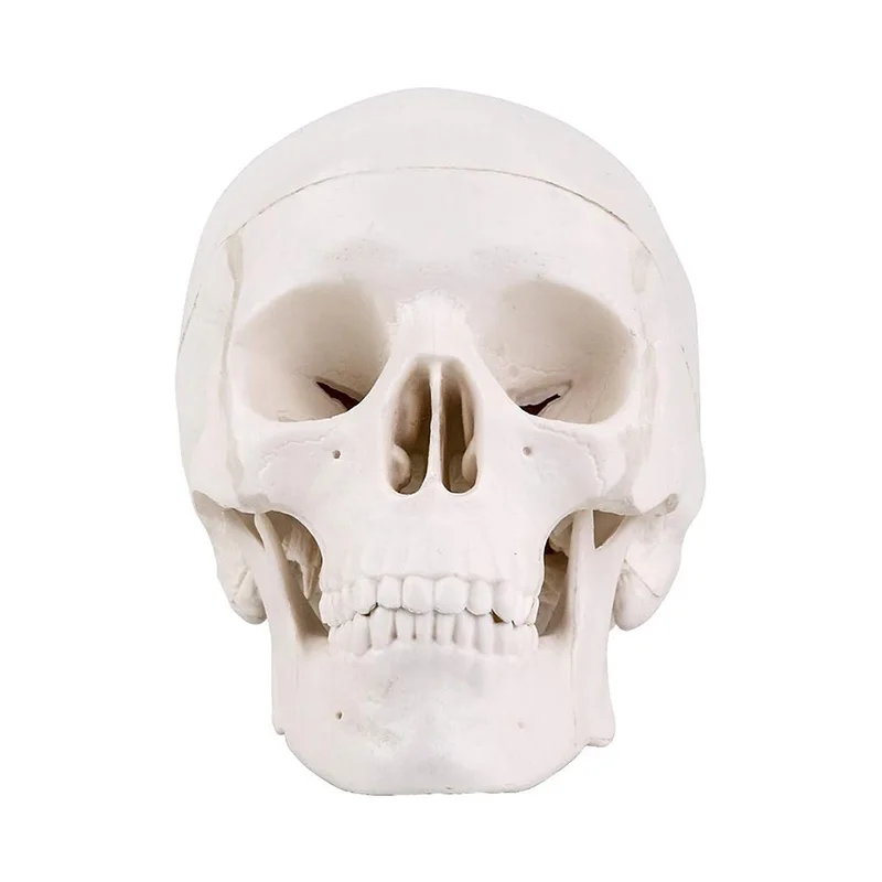 Mini Human Skull Model With Removable Skull Cap And Articulated Mandible White Medical Teaching Tool