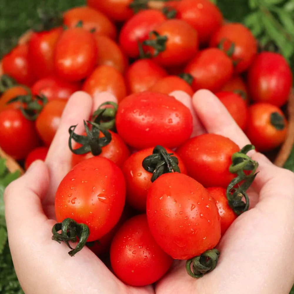 سويت ماكس ستيفيا طماطم كرزية 500 جرام 2 عبوة