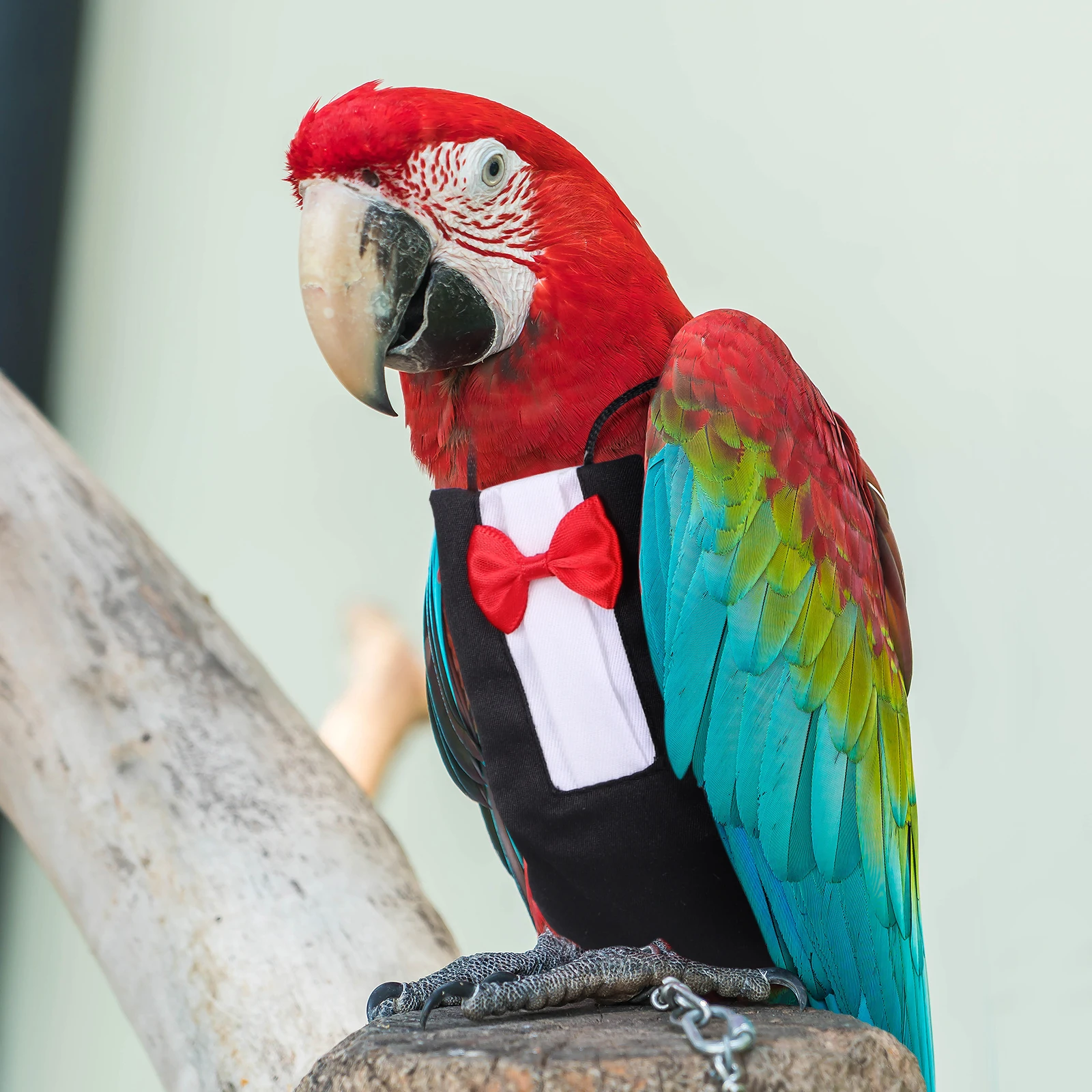 

2 Pcs Pet Diapers Parrot Clothes Costume for Birds Nappies Macaw Suit Christmas
