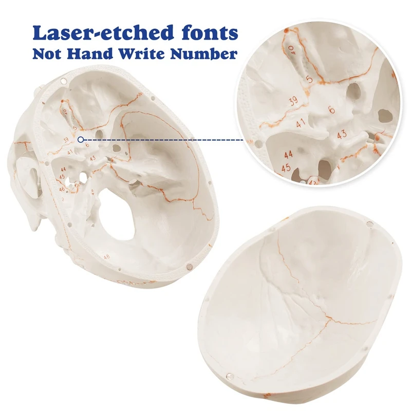 Anatomical Human Skull Model, 3-Part, Numbered, Life Size