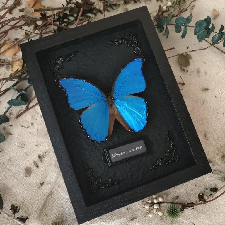 Morpho Menelaus Really Butterfly Specimen Photo Frame Decorative Painting Ornament Big Blue Flash Butterfly Birthday Gift