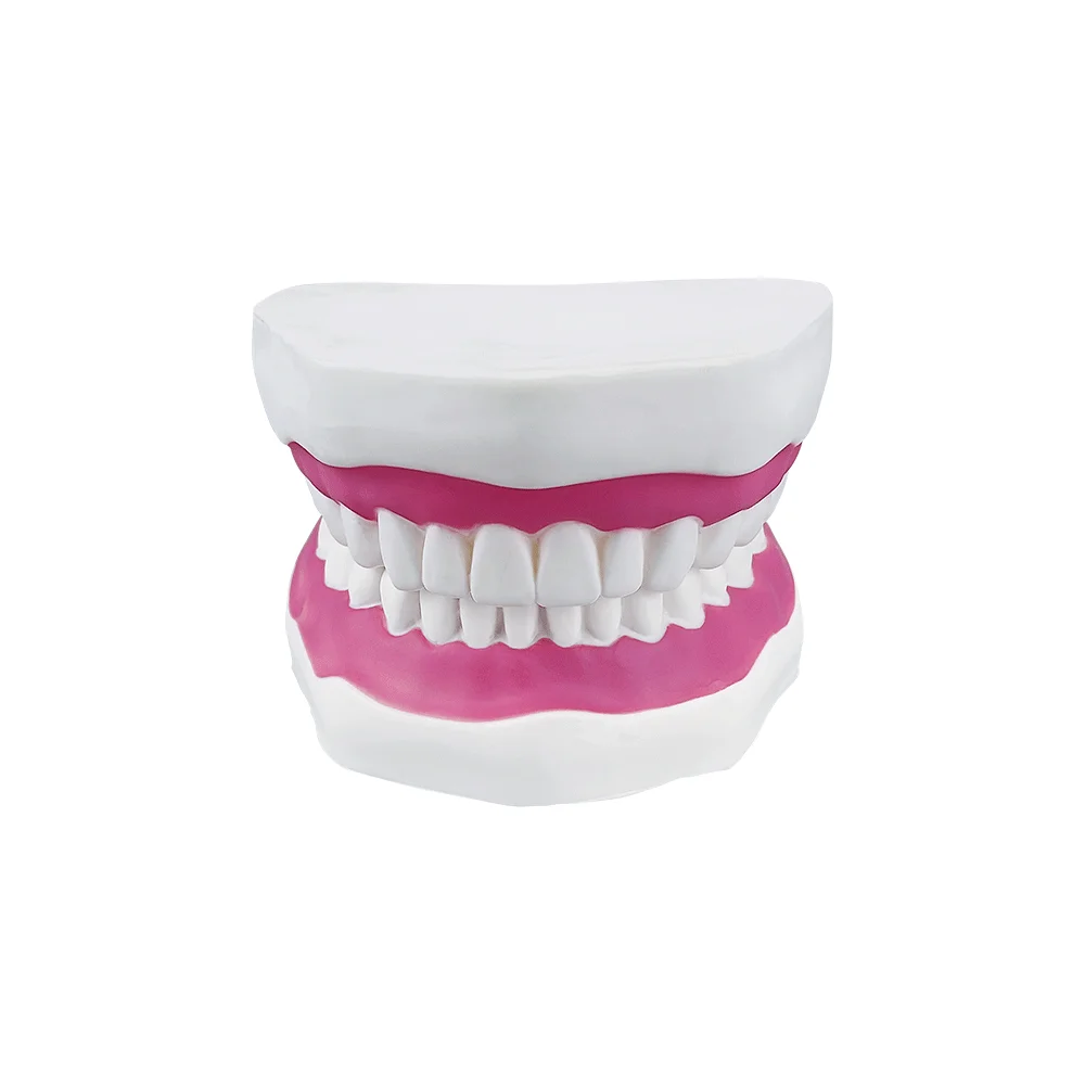 6 Times Big Mouth Model With Teeth And Tongue Large Dental Model With Toothbrush Tooth Brushing Study Model For Teaching Display