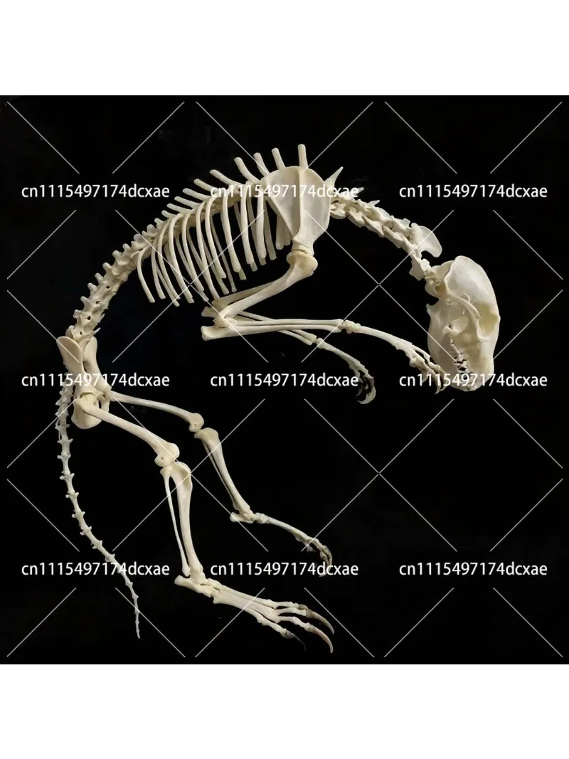 Complete Set of Real Fox Skeletons, Unassembled Animal Bones Simulated Set of Fox Skull Model DIY Materials Taxidermy Handcrafts
