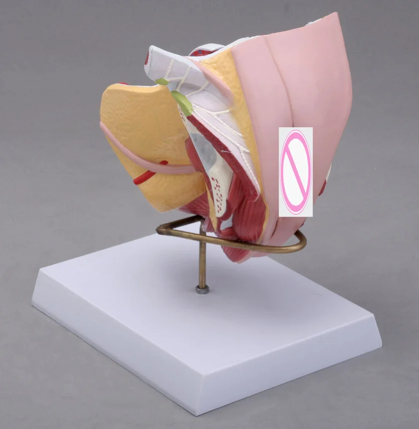 Female Reproductive Organ Structural Model Medical Science Genital Organs Anatomical Simulator Teaching Aids for Medicine Colleg