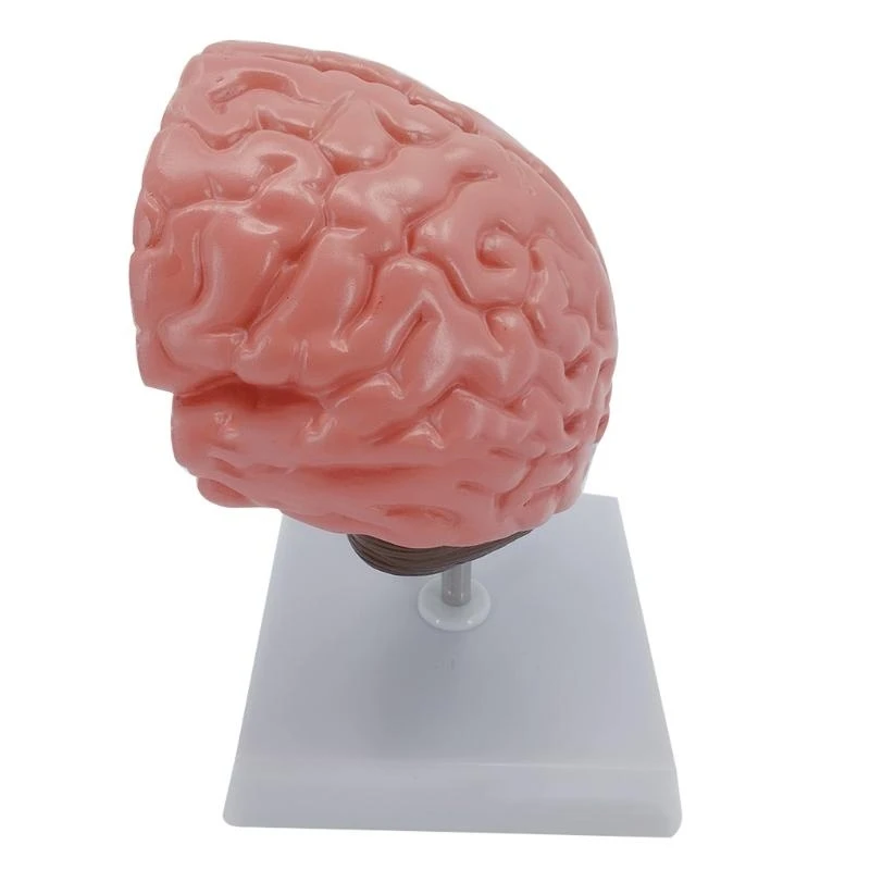 نموذج تشريحي للدماغ مع شرايين جذع الدماغ والقشرة الدماغية وما إلى ذلك من المحاضرات تستخدم أفضل المبيعات