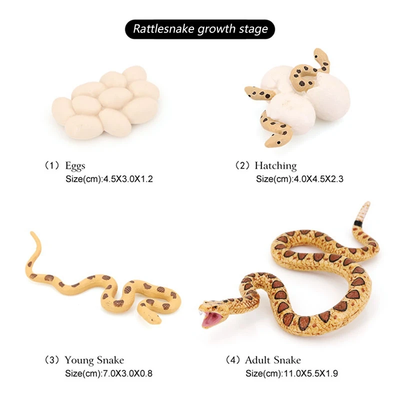 ABJA-Realistic Animal Life Growth Cycle Biological Model Toys Snake Growth Cycle Biological Model