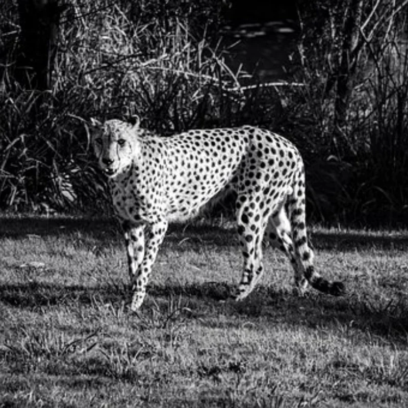 

Metal Steering Cup Upper Lower Swing Arm Set for SG1603 SG1604 UD1601 UD1602 SG-1603 SG-1604 RC Car Upgrade Spare Parts