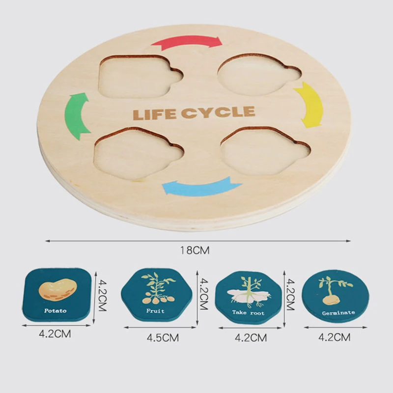 Life Cycle Board Montessori Kit Biology Science Education For Kids Sensory Tray Animal Figure Life Cycle Sorting Christmas Gift