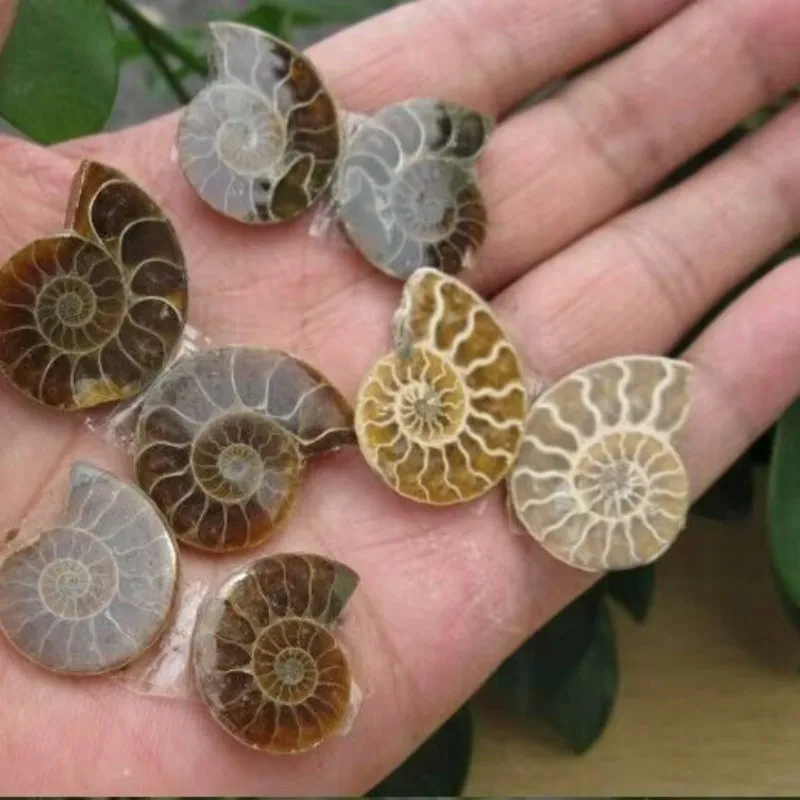 Amazing Ammonite Shell Reiki Crystal Healing Jewelry for Chakra Balancing And Energy Healing Purposes