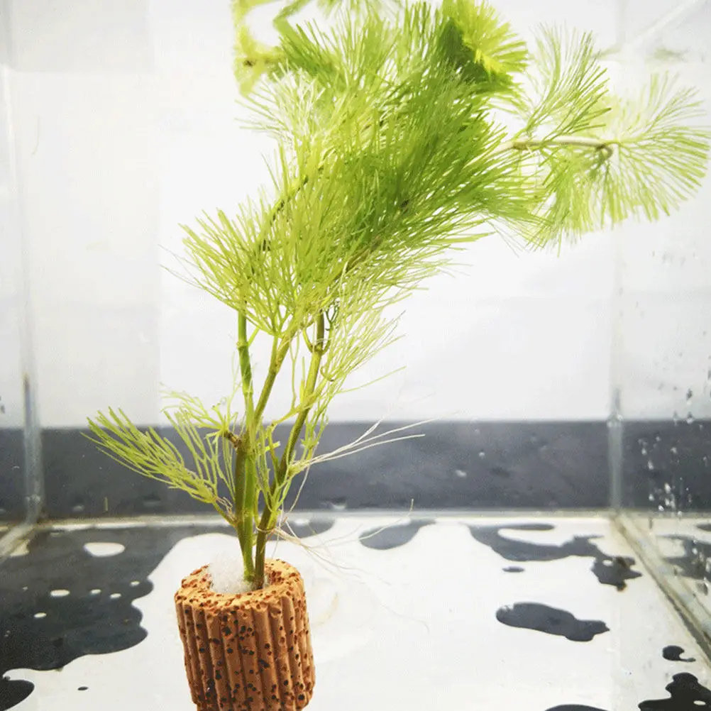 24Pcs Aquarium Plant Holder Rings – Weighted Fixed Base for Aquatic Plants, Water Grass & Tank Decoration