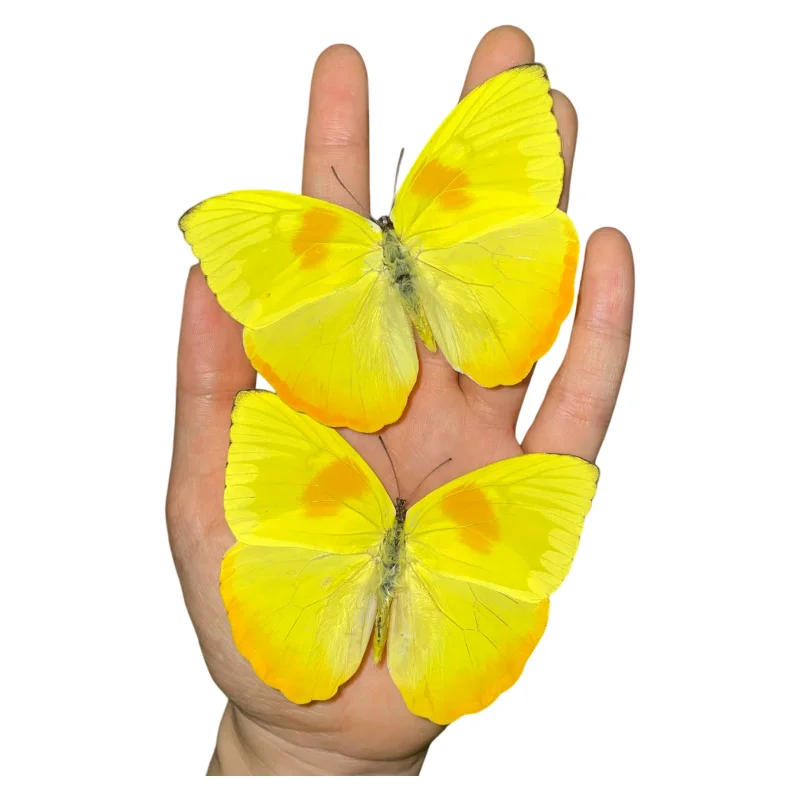 1 PC natural Real Butterflies Specimen (Phoebis philea）
