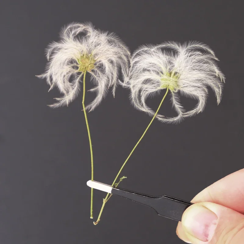Nature Pulsatilla Flower Dry Flower Embossed Painting Sticker Fluffy Resin Epoxy Phone Case Party Gift Card Bookmark,610cm/24pcs