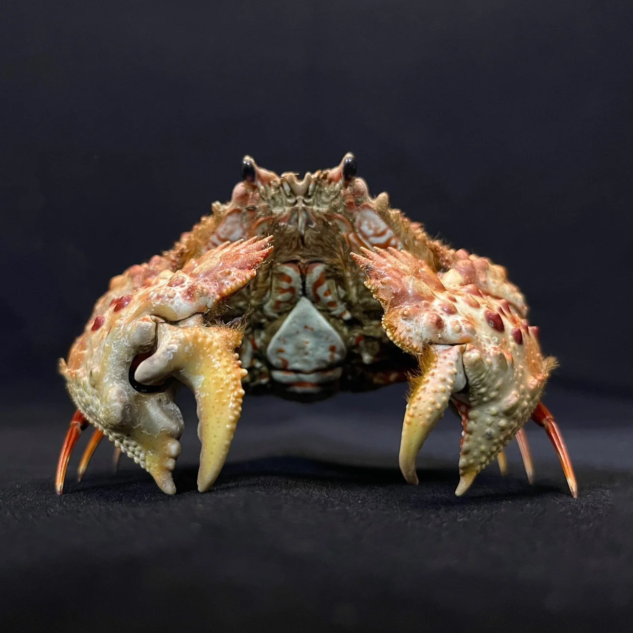 Calappa Bicornis Specimen Ocean Crab Taxidermy Collectors Natural for Science Education Home Decorations Ornament Unique Gifts
