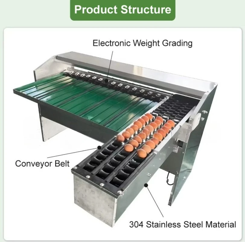 Custom Egg Washing Grading Packing Line 304SS 5400-10000pcs/h Automatic Chicken Duck Egg Sorter 5 Grades
