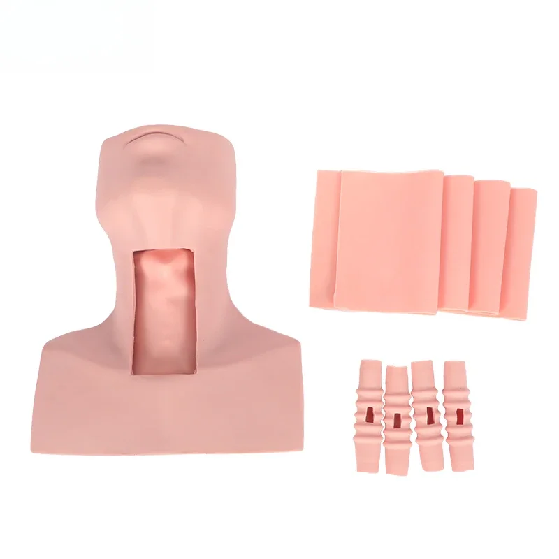 Tracheostomy intubation training model cricothyroid puncture tracheostomy intubation training model cricoid