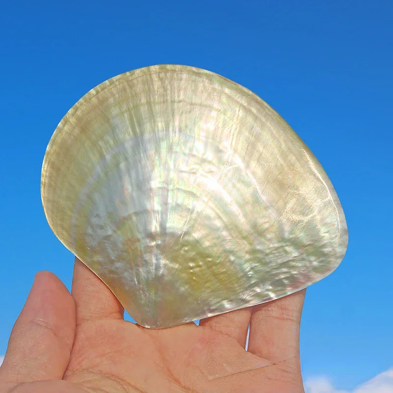 Natural Pearl Oyster Yellow Dish Shell Polished Penguin Shell Conch Shell Crafts Plate Handmade Jewelry DIY Raw Materials