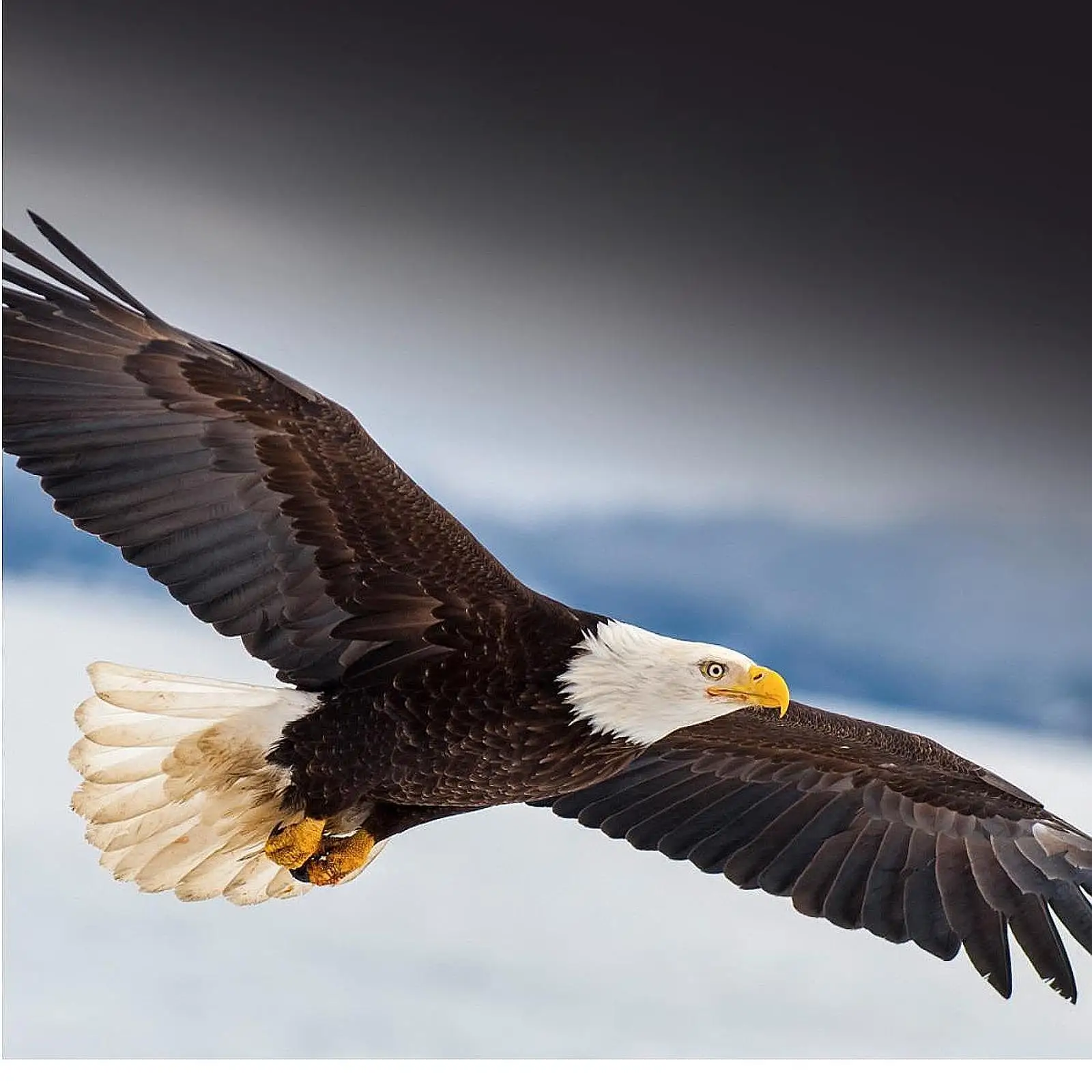 

Радиоуправляемый самолет «Летающие птицы» 2 Радиоуправляемый самолет Портативный готовый к 2-канальному радиоуправляему планера с дистанционным управлением