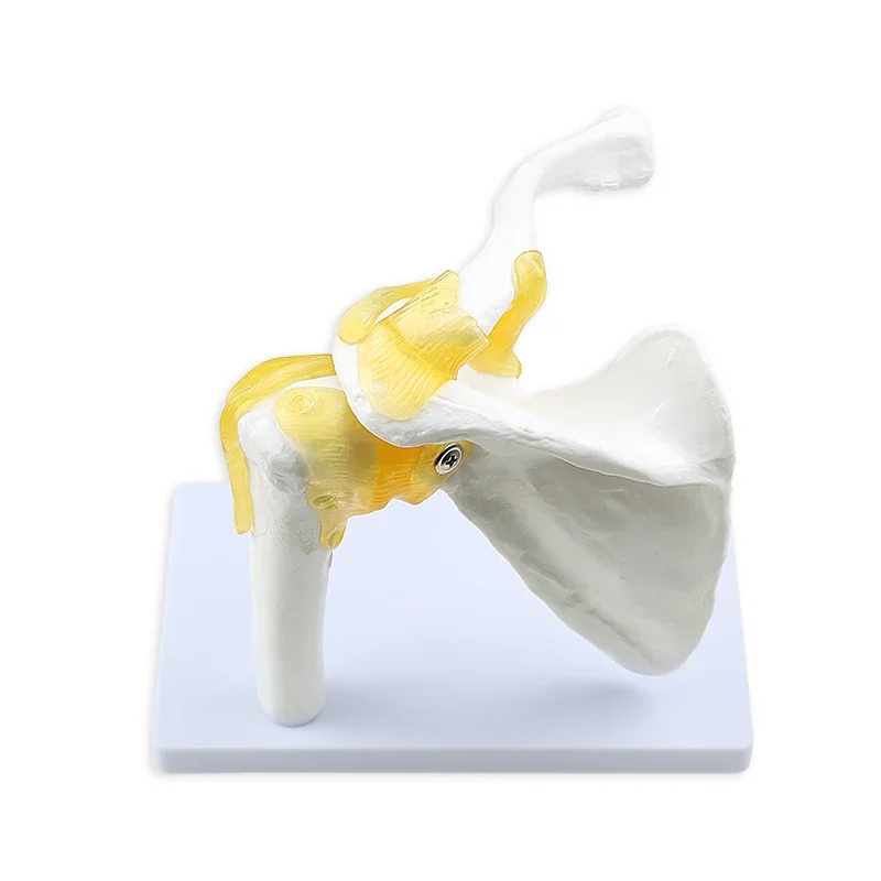 Human Shoulder Joint Model Teaching Flexible Model Three-dimensional Medical Mold Tools