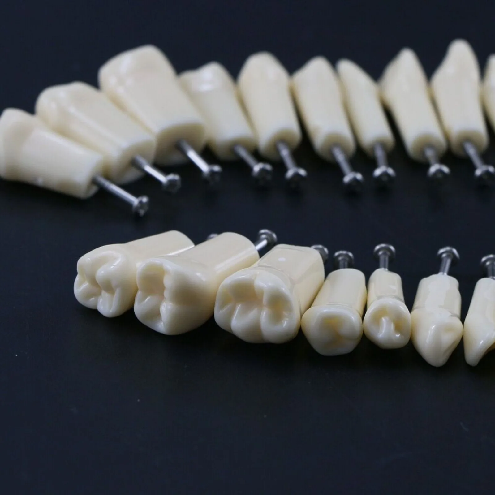 28/32pcs Dental Typodont Replacement Teeth Model Screw-in Teeth Model for Dentist Student Practice Removable Fit Nissin 200/500