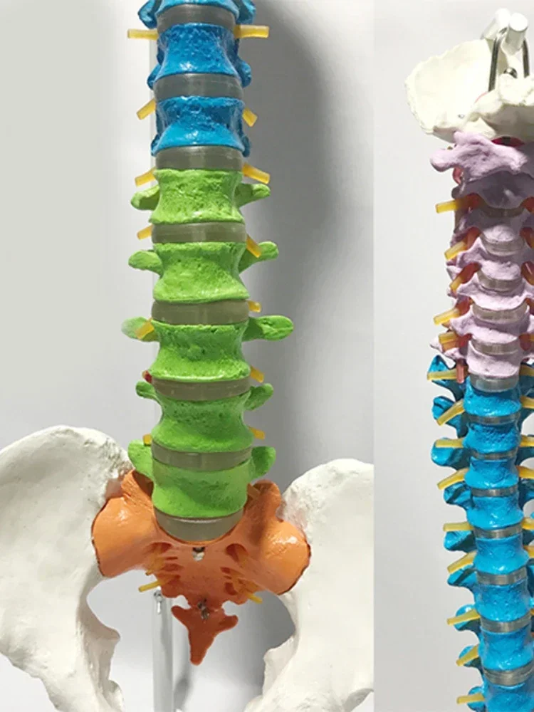 85CM Human Full Size Color Didactic Spine Model, Spine/Vertebrae Models Medical teaching supplies