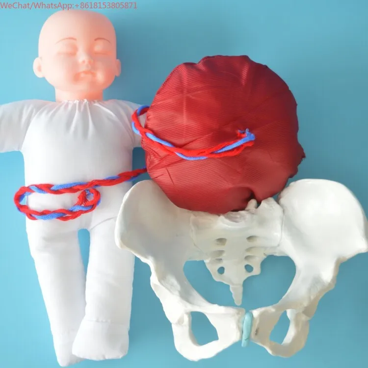 Delivery demonstration pelvic model with fetus/umbilical cord/placenta
