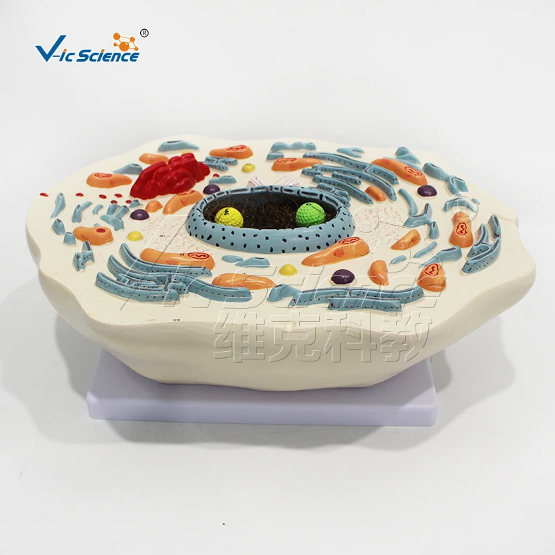 Biological Animal cell amplification model