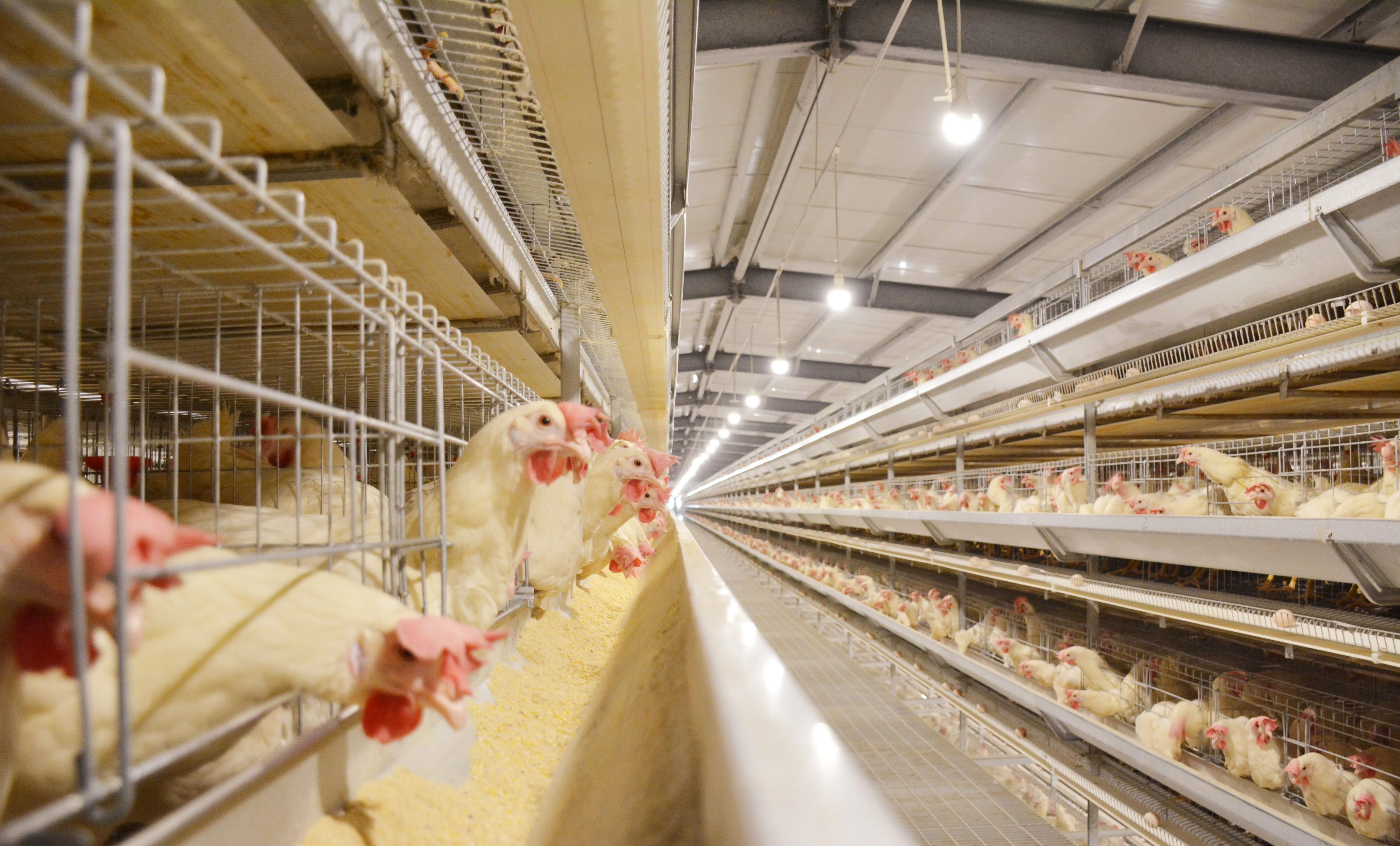 Type Chicken Layer Cage, Poultry Equipment, Automatic 6 in 1 Battery Cage System, Farm Use, Durable and Efficient