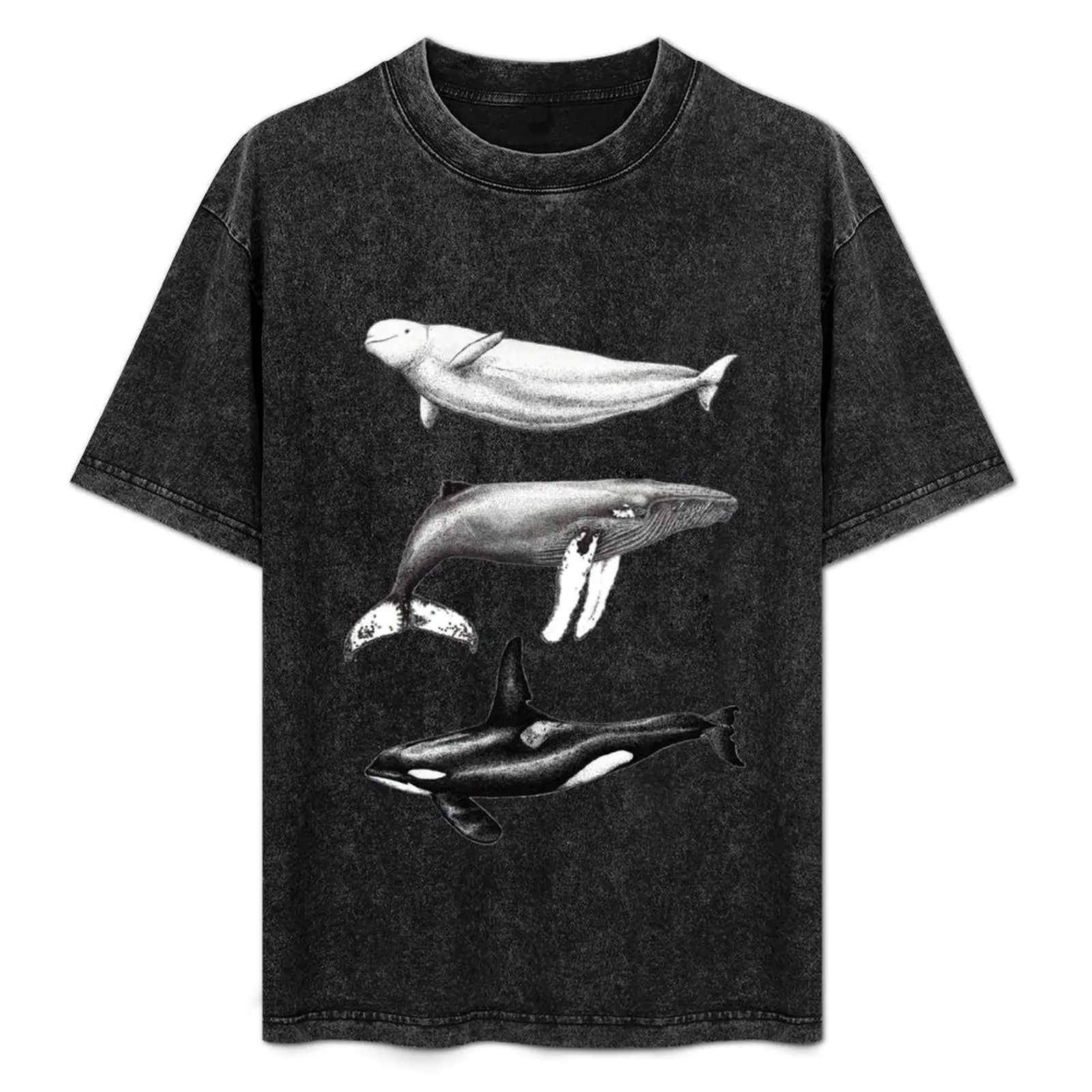 

Beluga, orca and humpback whale ink illustrations T-Shirt Basic Casual Wear Short Sleeve Top