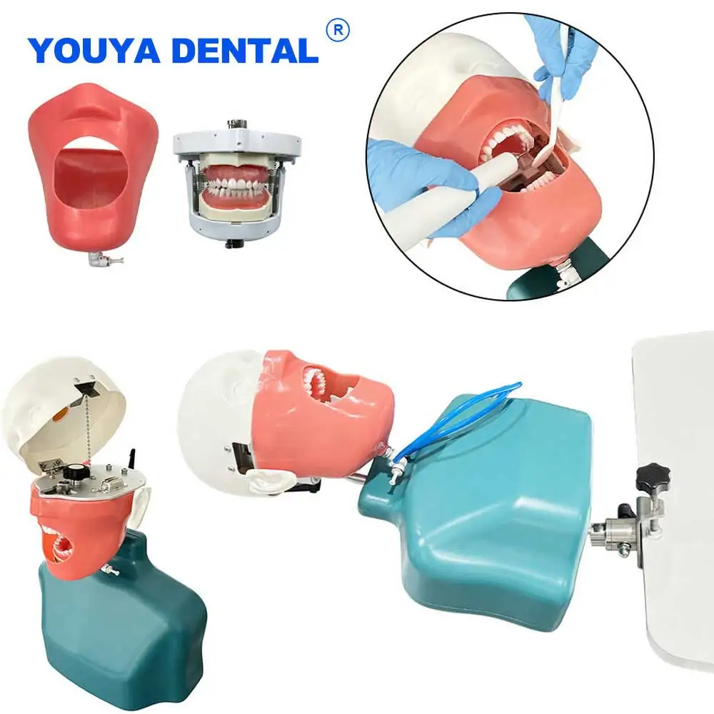 

Регулировочный стоматологический симулятор, тренировочная модель зубов с призрачной головкой и торсом для обучения стоматологом, модель головы, модель одежды