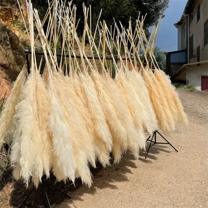 Wholesale 12Pcs Fluffy Large Pampas Grass Home Decor Natural Dried Flower Decorative Wedding Centerpiece Boho Pampas Grass Decor