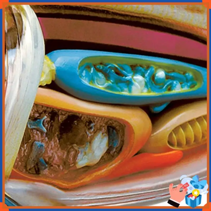 Compact Shark-Anatomy Model - Animal Anatomyical Model - 20 Detachable Organs And Body Parts Biology  Teaching Model