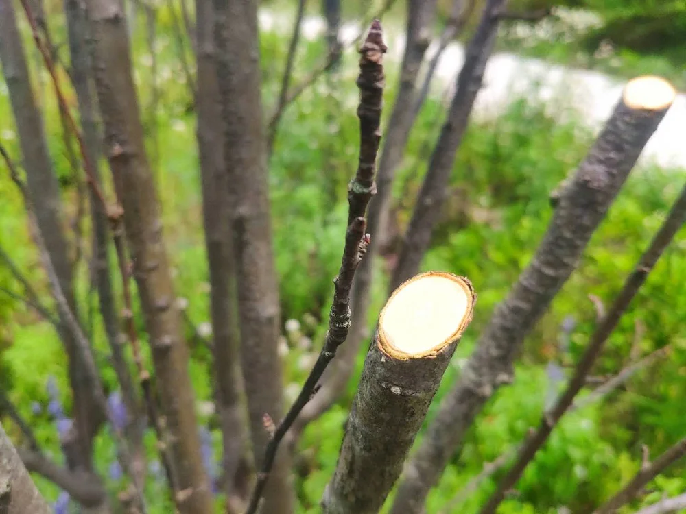 45mm Cutting Diameter Electric Pruning Shear with Powerful Lithium Battery Professional Pruner