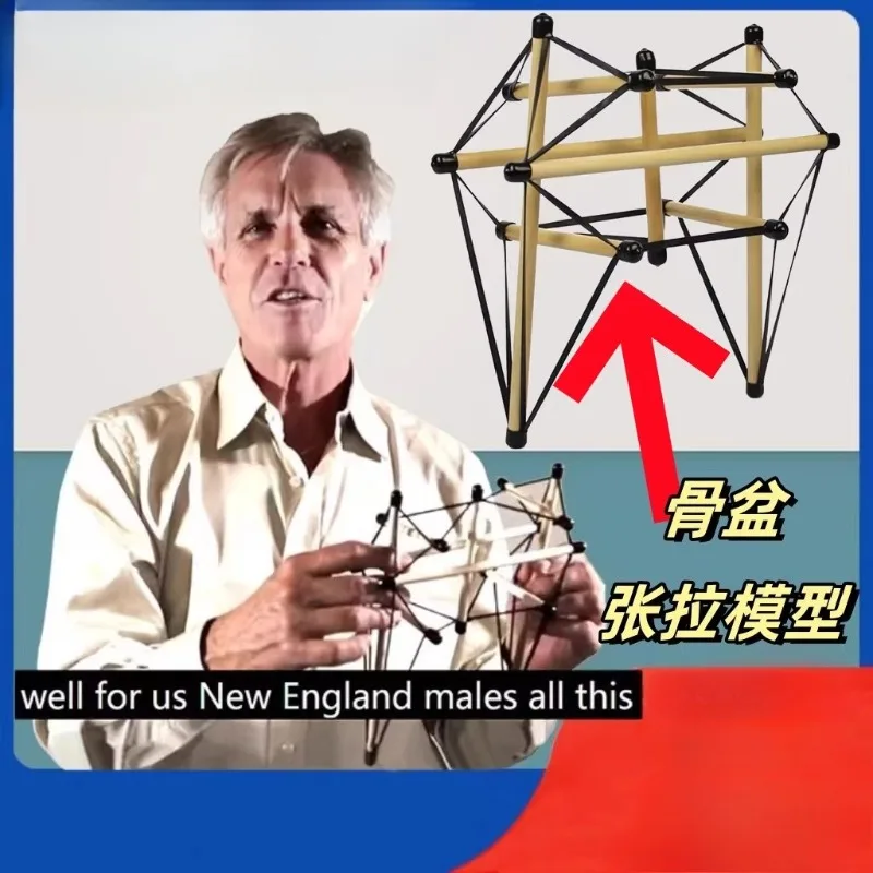 Anatomy Trains Structural Integration Tensegrity Pelvic Tension Model Structure Rehabilitation Fascia Tensioning Teaching Aids
