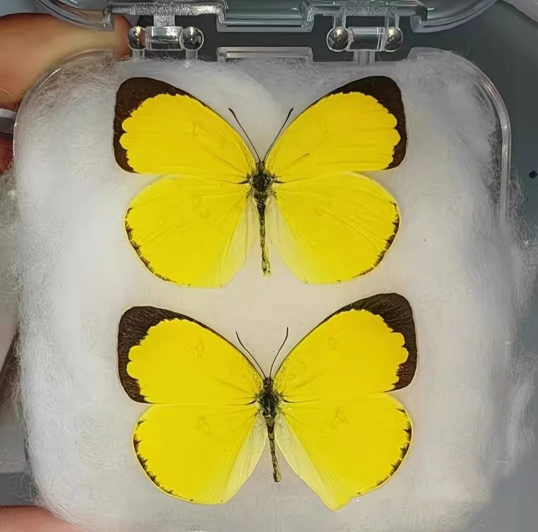 6-100pcs real butterfly specimens (Eurema hecabe)