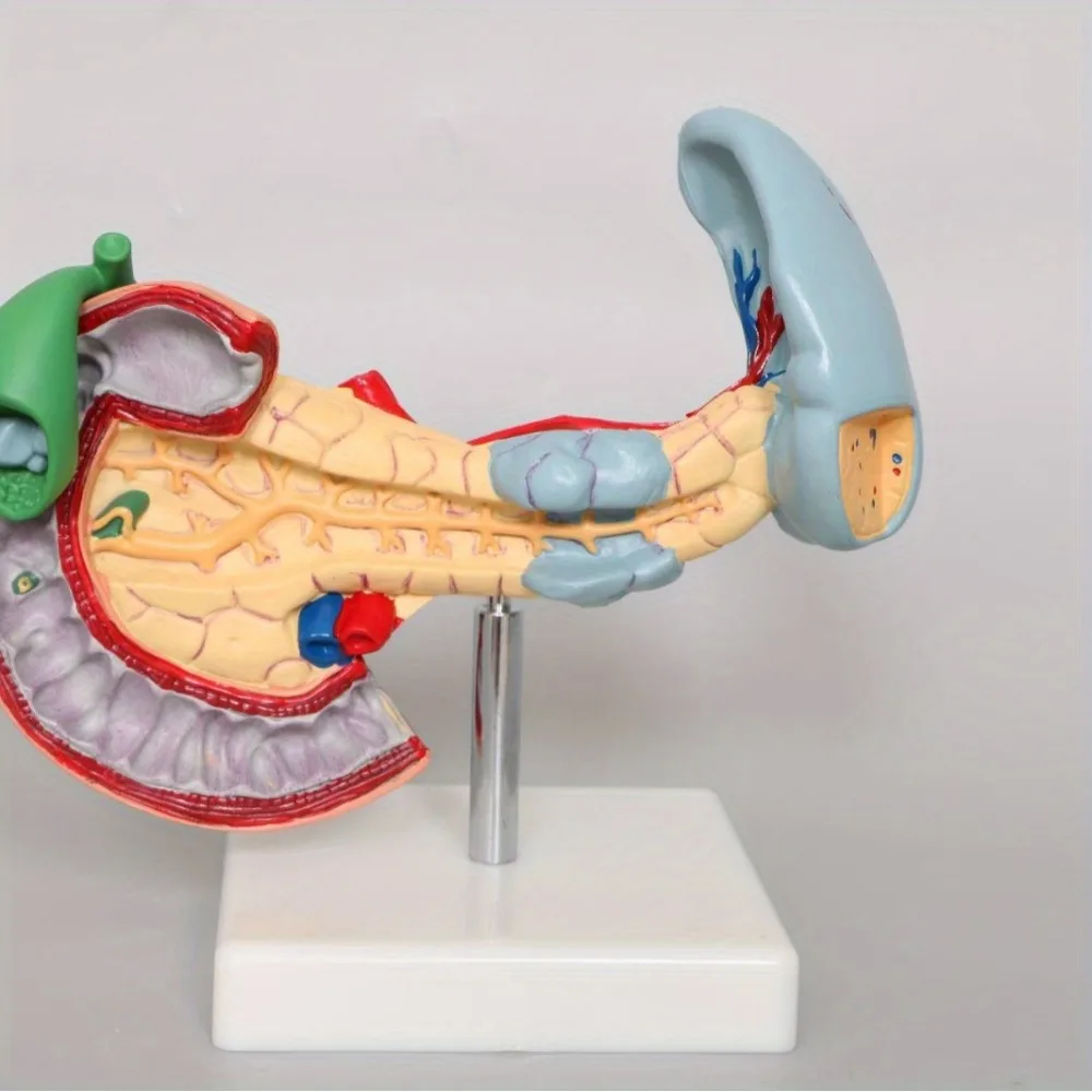 Medical Anatomy Life Size Anatomical Pancrea model Human Pancreas Model Duodenum Spleen Pathological Learning