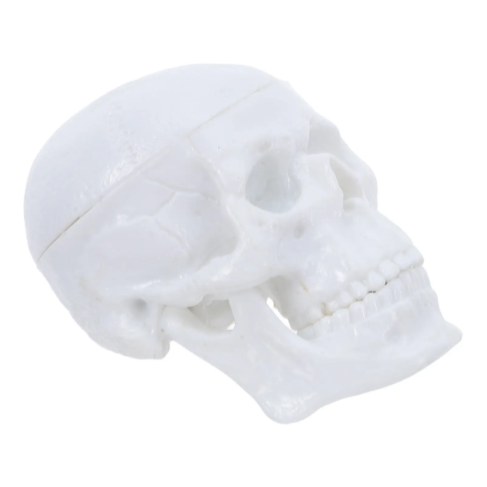 

Mini Human Skull Accurate Anatomy Teaching Aid Portable Realistic White Plastic Medical Student Study Skull 2.5 X 2