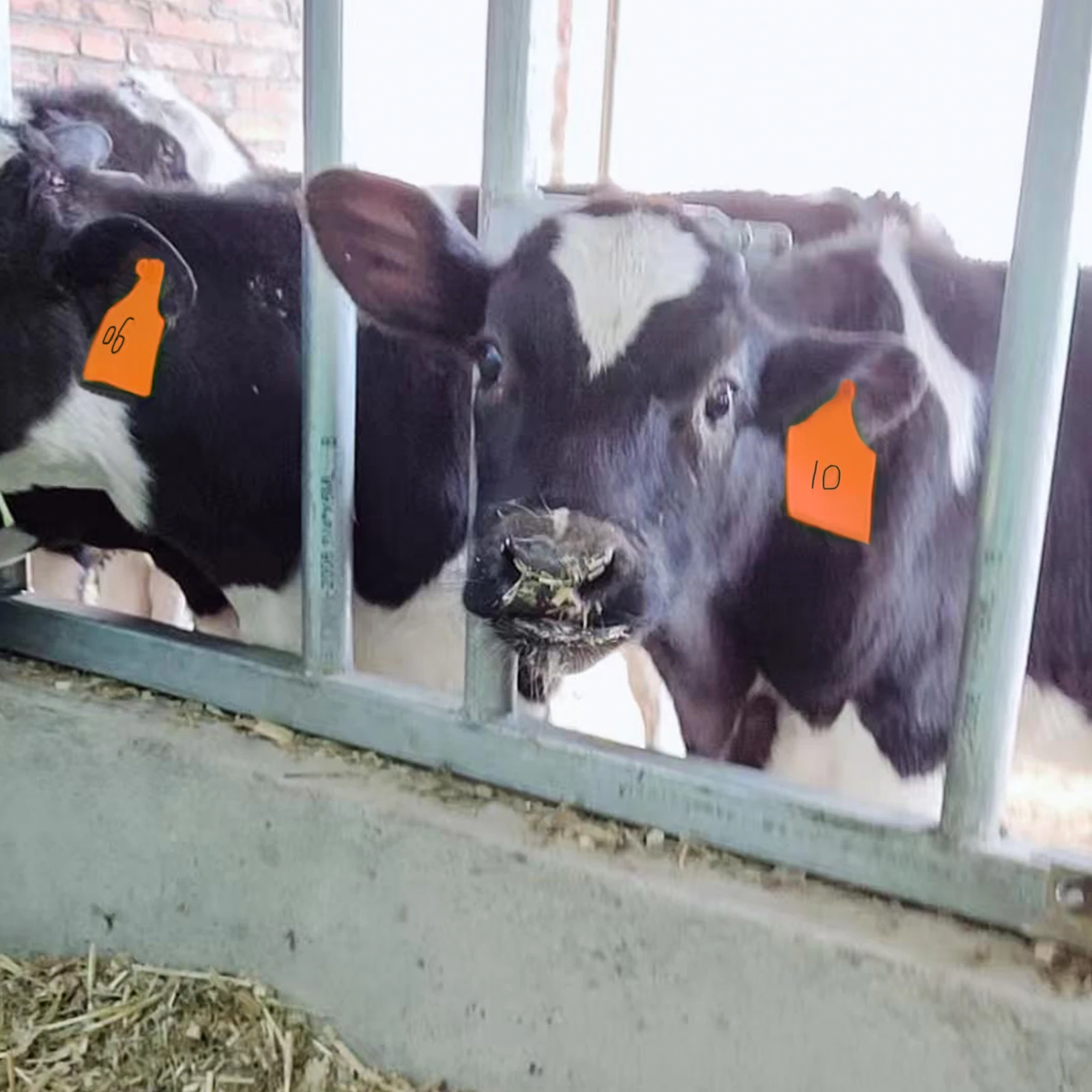 100 Uds. Etiqueta de oreja de TPU engrosada de ganado sin palabras etiqueta de oreja escribir pendientes de cabeza de cobre tarjeta de identificación de caballo de vaca de Animal de granja