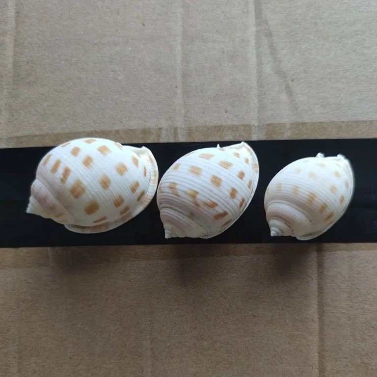 Natural Small Conch Shell Ornament - 4-5cm, Decorative Collectible Item, Hermit Crab Shell, Chessboard Conch