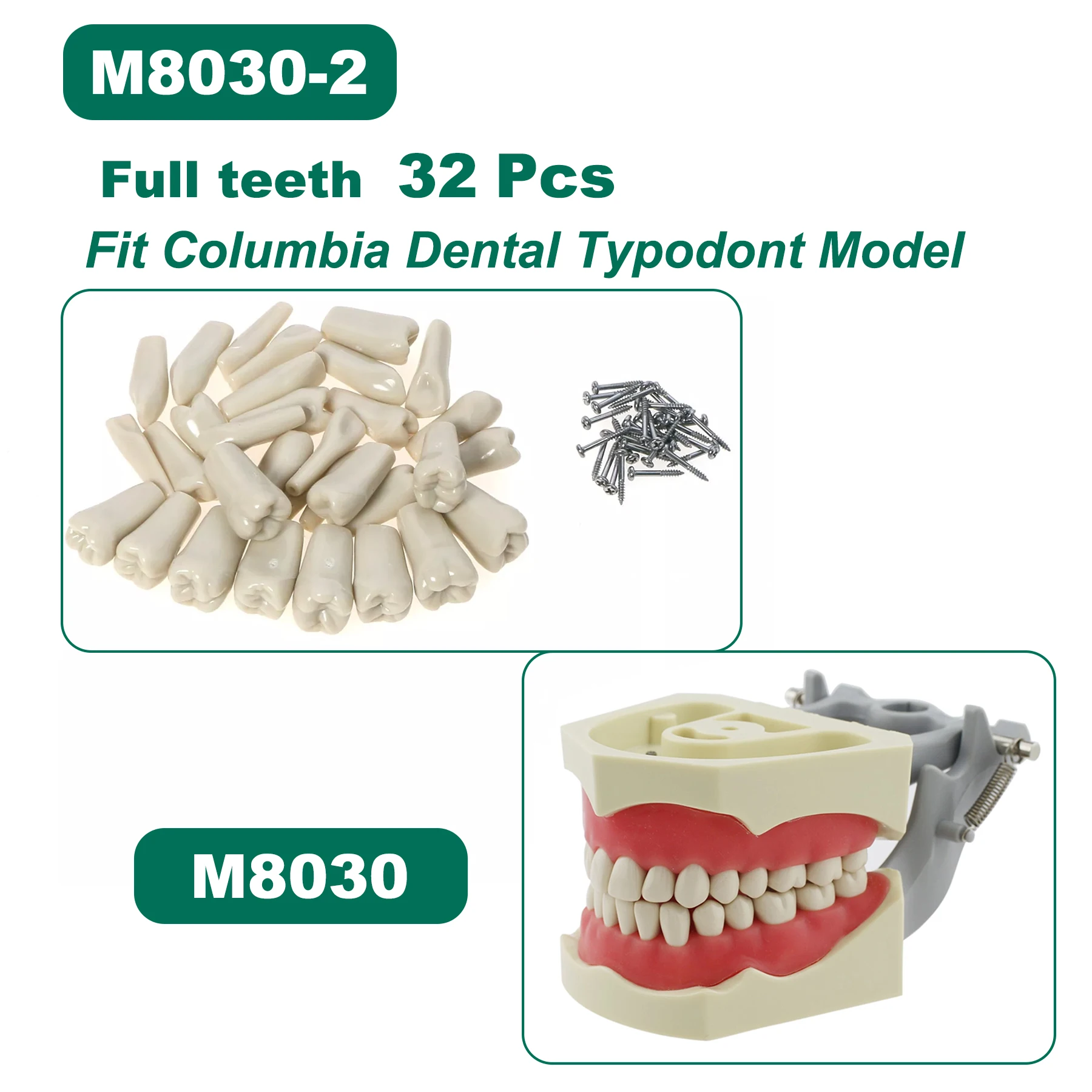 Fit Compatible Columbia Dentoform 860 Type Teeth Model 32pcs Screw-in Practice Filling Soft Gingiva Teeth Training Teach