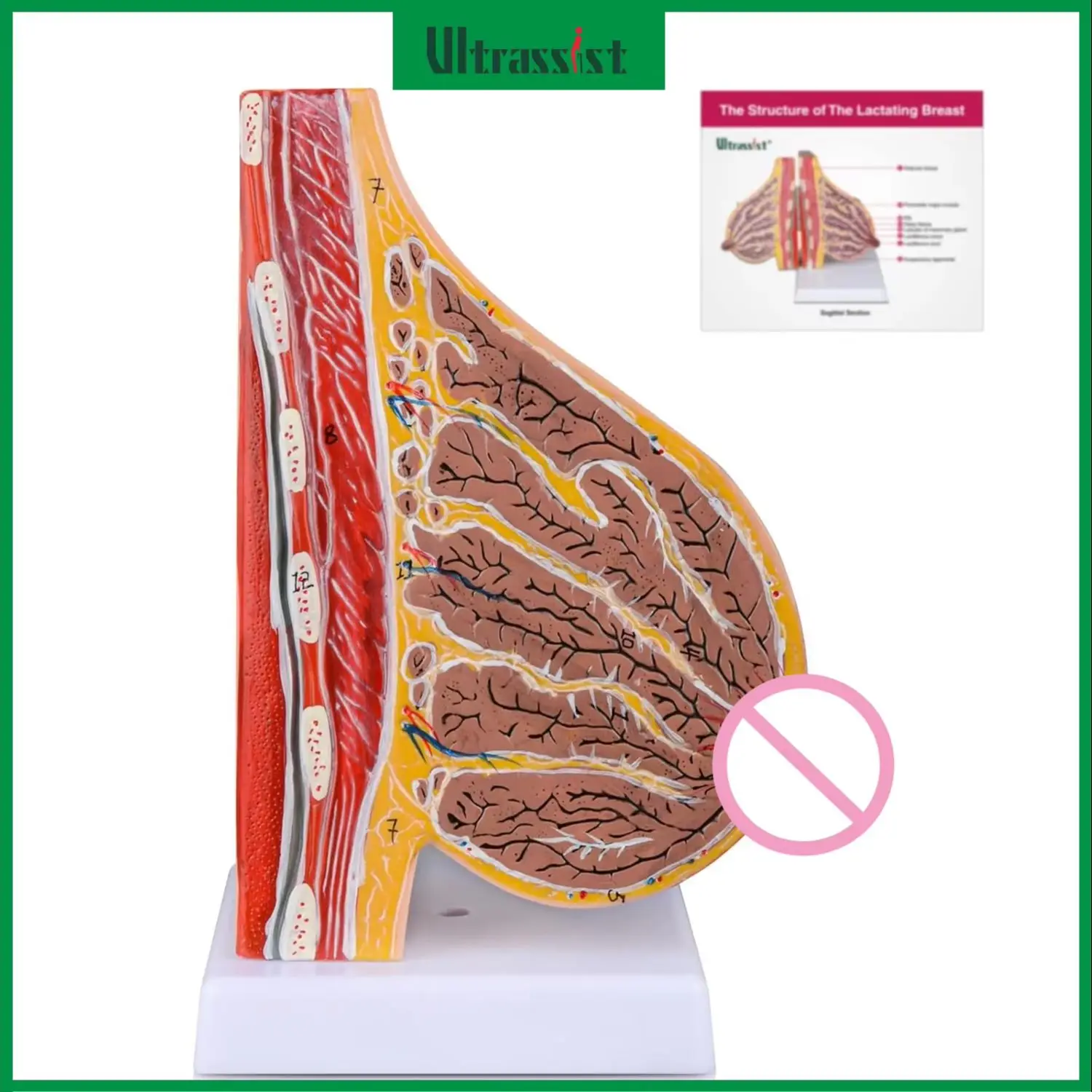 Ultrassist Breast Anatomy Model Lactating Breast Sagittal Section Model Include Study Card for Breast Surgeon Gift Display